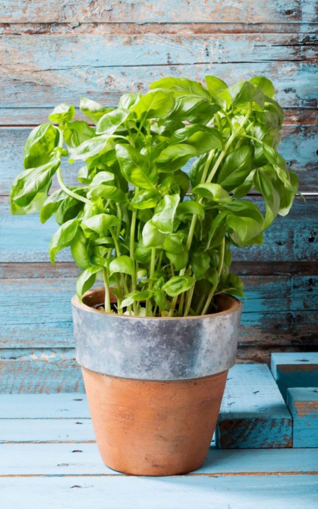 basil