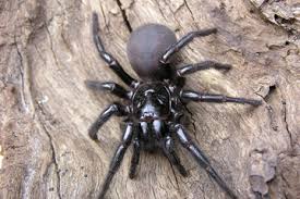 funnel web spider