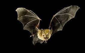 bat