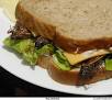 insect sandwich