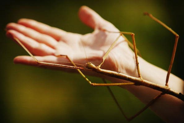 stick-insect