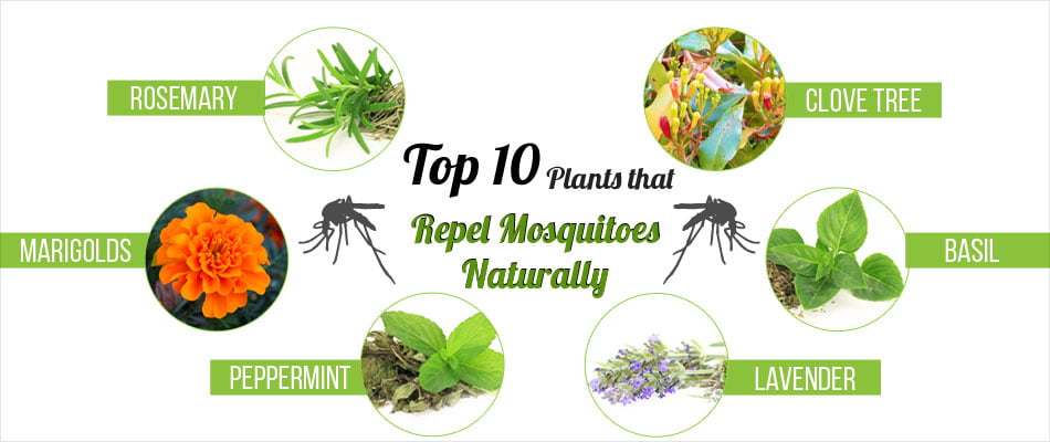 plants-that-repel-mosquitoes-naturally